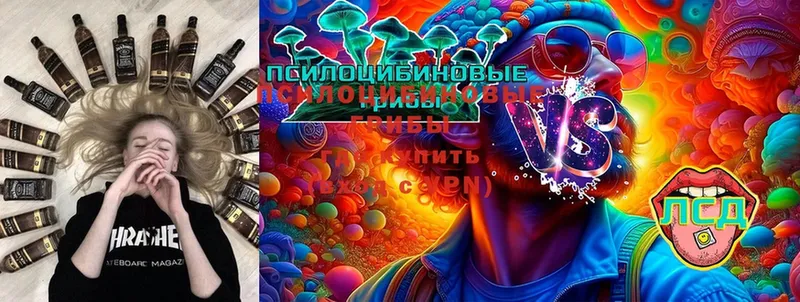 Псилоцибиновые грибы Psilocybe  где продают   Новочебоксарск 